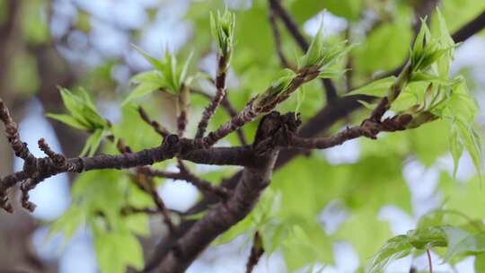 春天发出嫩叶的梧桐树4K实拍