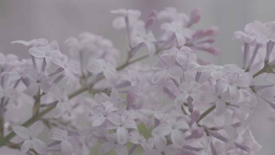 丁香花微距LOG