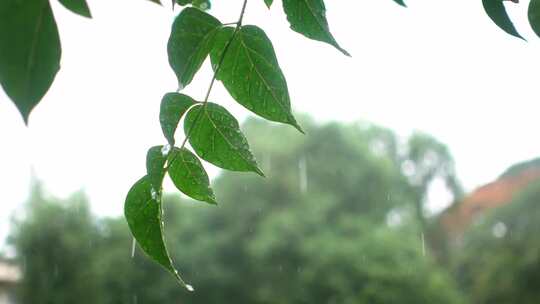 雨打树叶下雨天叶子