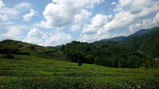 茶叶茶园绿茶茶山茶树茶文化干旱自然天气