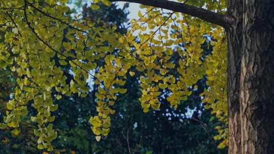 秋天银杏树黄叶树叶