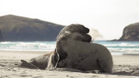 海狮在沙滩打架