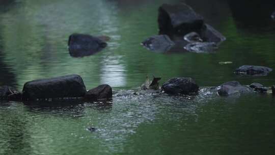 小溪 河流 瀑布意境 治愈夏天 白噪音 乘凉