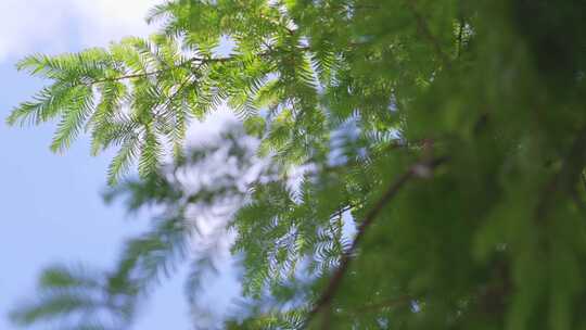 夏天蓝天阳光下的水杉树叶