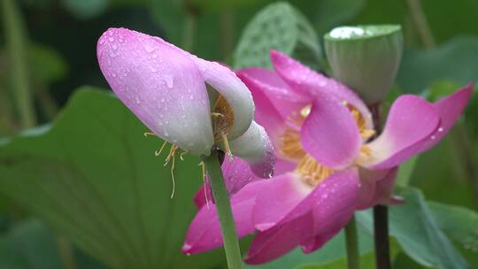 4K公园荷塘雨后带露珠儿的荷花2