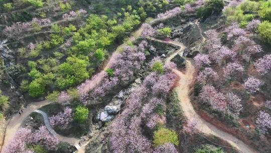 福建福州罗源湾樱花园航拍