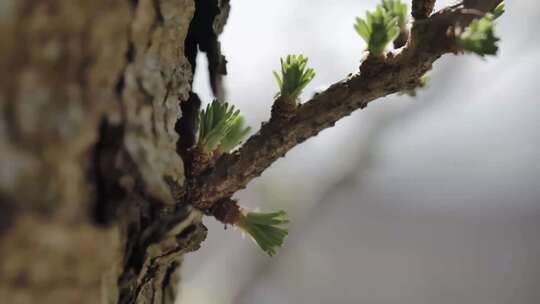 春天绿色生长的树枝视频