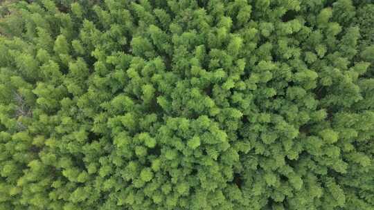 安徽皖南山区高山上的绿色竹林航拍