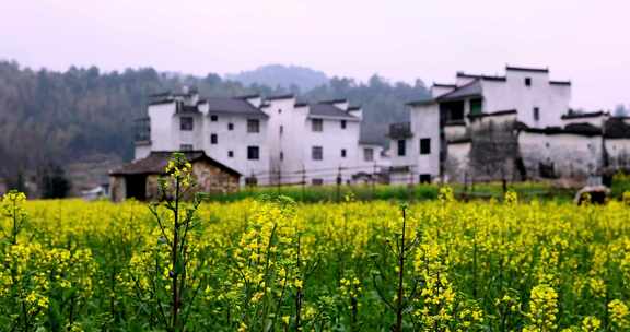 江西婺源思溪延村徽派建筑油菜花