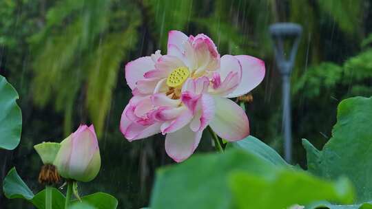 夏季雨天荷花荷叶雨水雨滴雨景