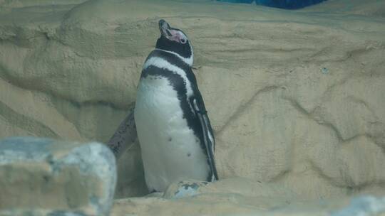 【镜头合集】南极企鹅帝王企鹅动物园