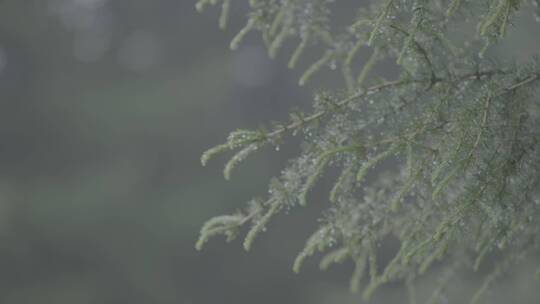 雨季 松柏 季节 森林