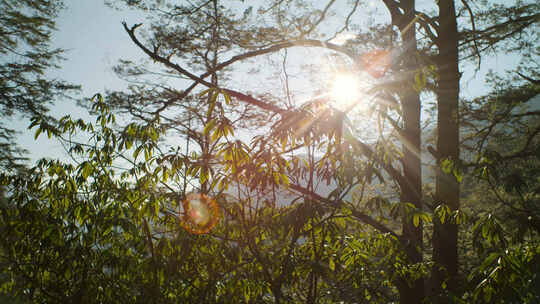 绿色森林植被阳光