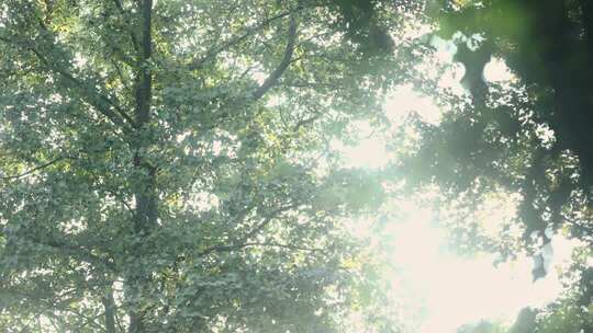 阳光透过枝繁叶茂的树叶照伸进来