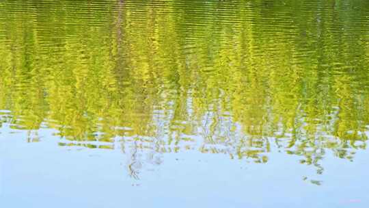 春天湖面绿色树林倒影反射与水波纹