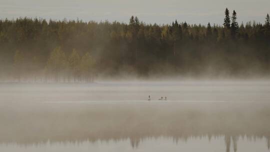 夏日清晨森林湖面水雾升腾