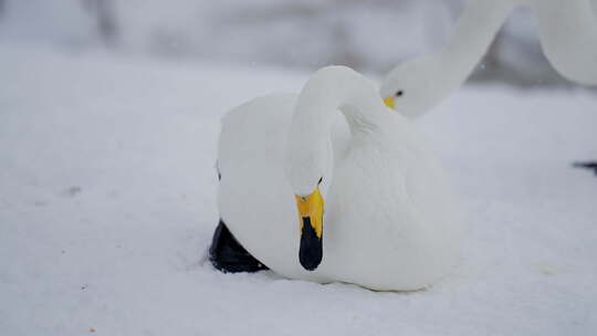 慢动作白天鹅飞翔雪景湖景冬日野生动物