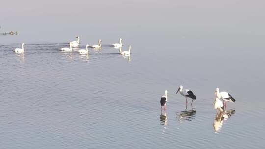 鄱阳湖候鸟航拍