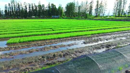 水稻培育秧苗粮食安全绿色稻田生态航拍视频素材模板下载