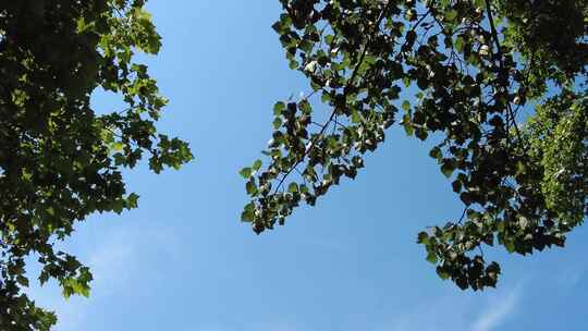 绿色植物树枝树叶蓝天阳光实拍