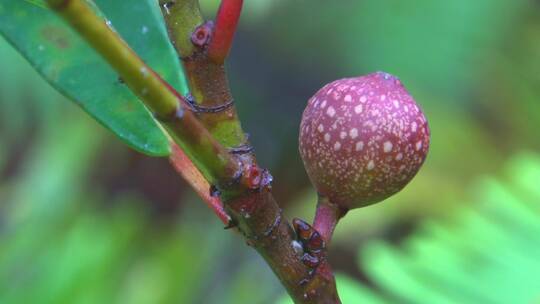 野外植物果实不能吃的果子