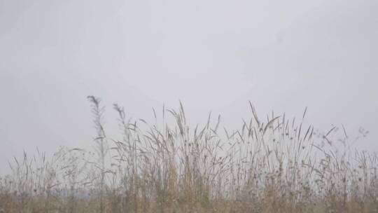 自然、荒野杂草、花花草草、静谧之地 (3)