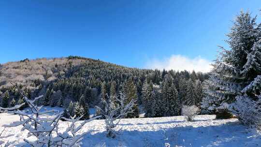 蓝天下白雪覆盖的地面上的树木