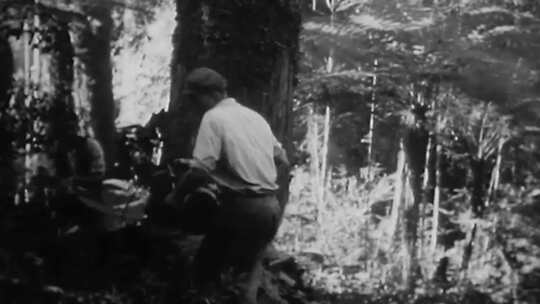 50年代原始森林砍伐 地球资源破坏