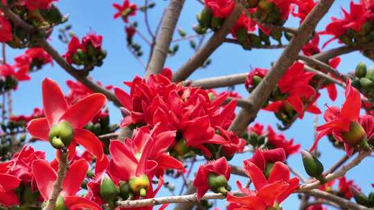 盛开的木棉花特写