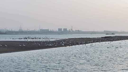长江沙滩江洲上的冬季候鸟景观航拍