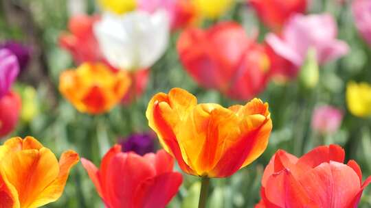 郁金香花海春天公园植物园