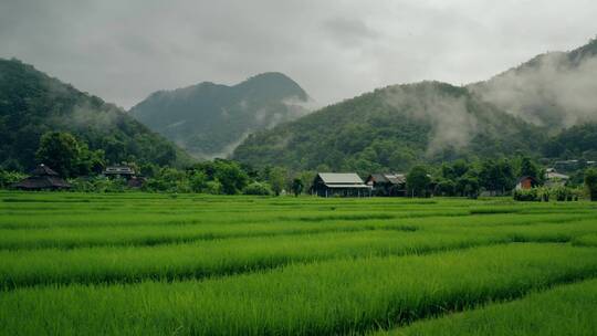 稻田景观航拍