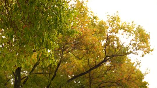 秋天泛黄的树叶秋意来临金黄色叶子意境树林视频素材模板下载