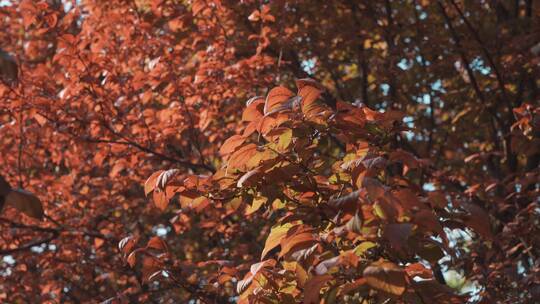 秋天唯美红叶逆光