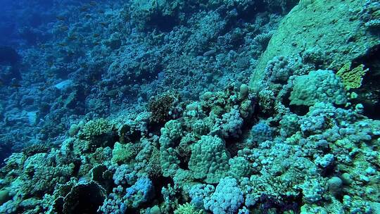 海洋珊瑚礁海底珊瑚生物潜水海底世界游泳