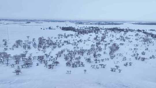 唯美雪原美景 水墨丹青画卷