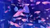 水族馆的鱼高清在线视频素材下载