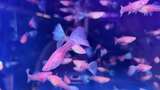 水族馆的鱼高清在线视频素材下载