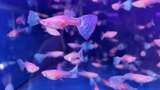 水族馆的鱼高清在线视频素材下载