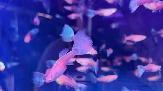 水族馆的鱼
