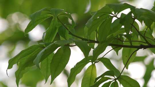 树叶绿叶叶子光斑光影