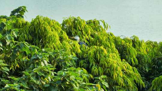 广州海珠湿地白鹭 灰鹭 水鸟