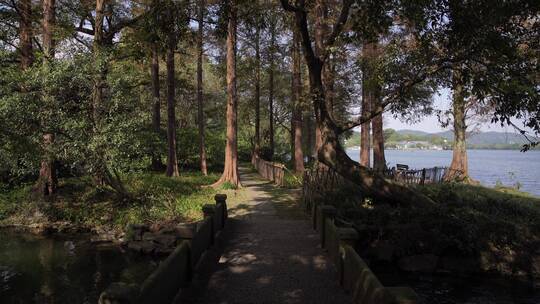 杭州西湖景区杨公堤风景