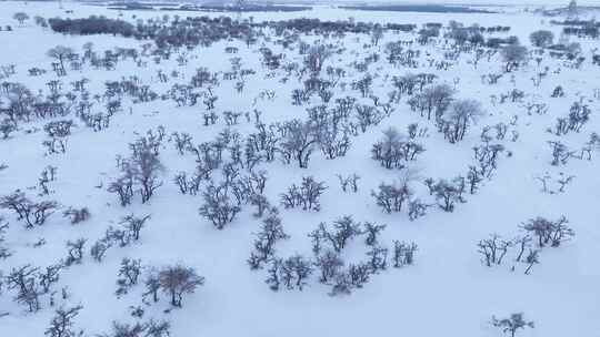 唯美雪原美景 水墨丹青画卷