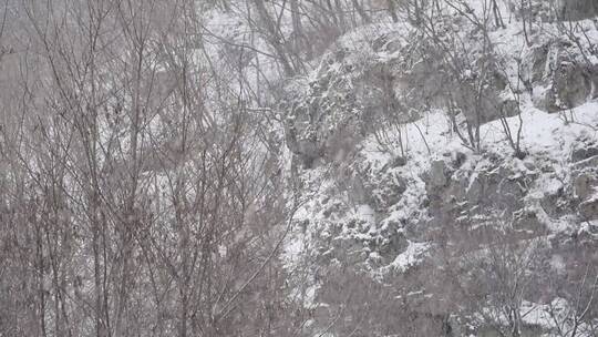 漫天飞雪大雪封山