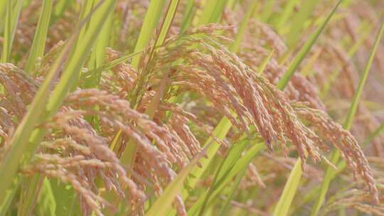 逆光唯美成熟水稻稻穗特写视频素材模板下载