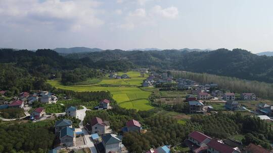 航拍秋收金黄稻田水稻农业种植