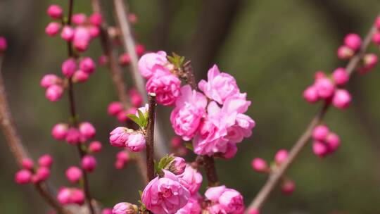 特写花骨朵花蕾花苞花瓣