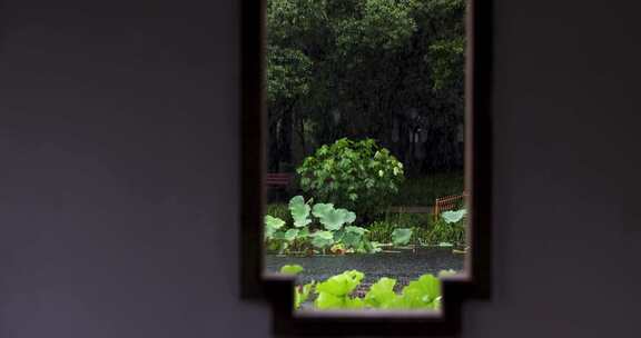 杭州西湖风光雨中的曲院风荷