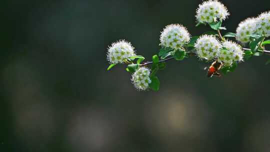 春天阳光下白色花朵上采蜜的蜜蜂